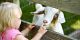 Animals and Pets